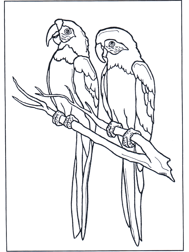 Dwie ary - Ptaki