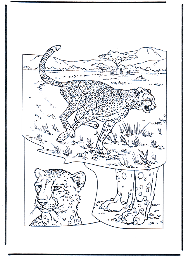 Gepard - Kotowate