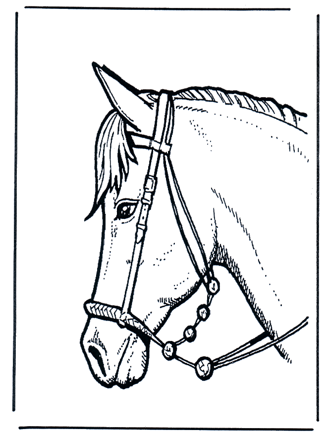 Głowa konia 2 - Koń