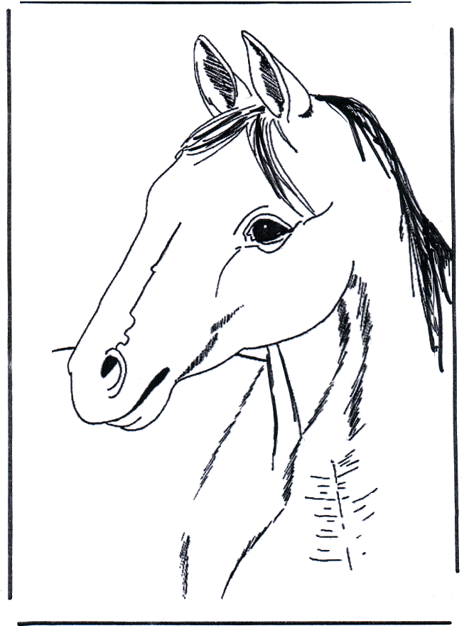 Głowa konia 3 - Koń