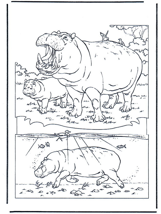 Hipopotam 1 - Ogród zoologiczny