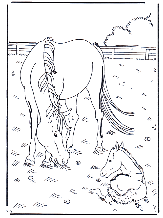 Koń i konik - Koń
