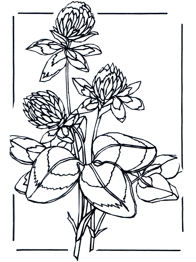 Koniczyna - Kwiat