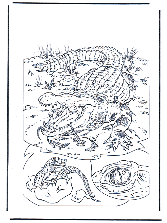 Krokodyl 1 - Ogród zoologiczny