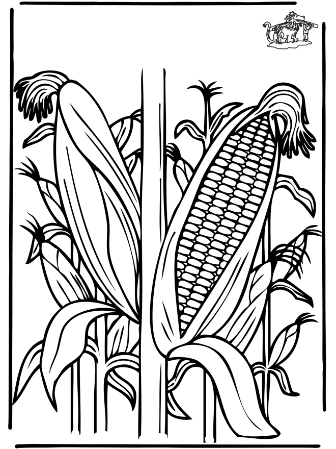 Kukurydza - Rośliny