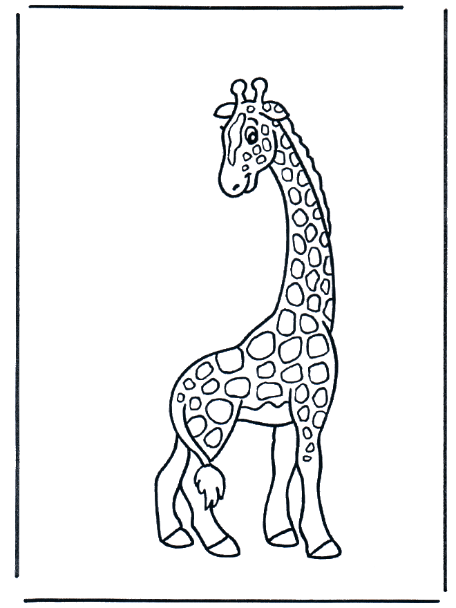 Mała żyrafa - Zwierzęta