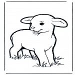 Zwierzęta - Owieczka  1