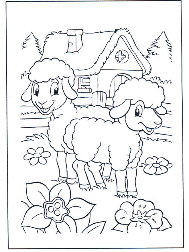 Owieczki - Zwierzęta