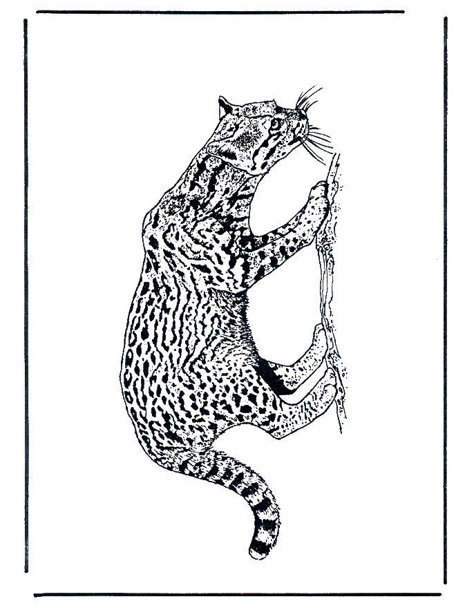Pantera - Kotowate