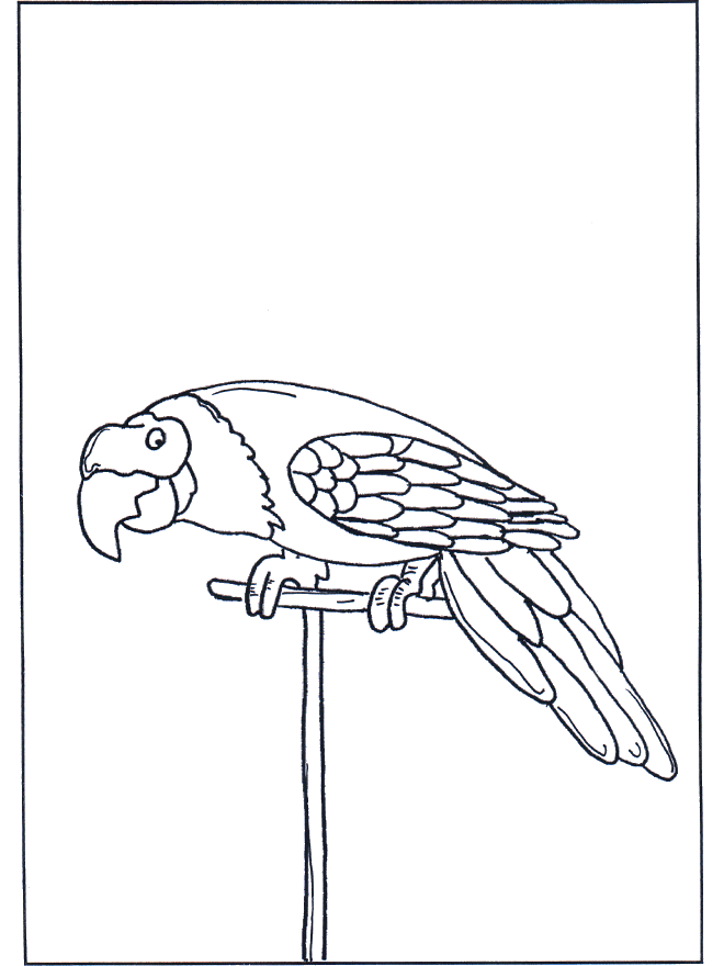 Papuga 3 - Ptaki