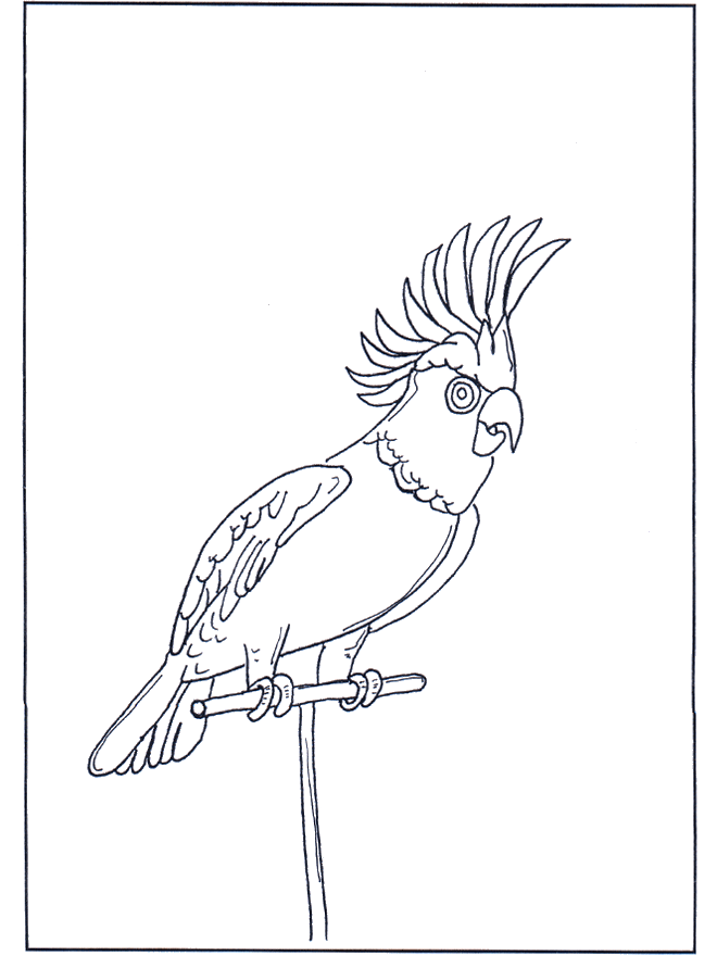 Papuga 4 - Ptaki