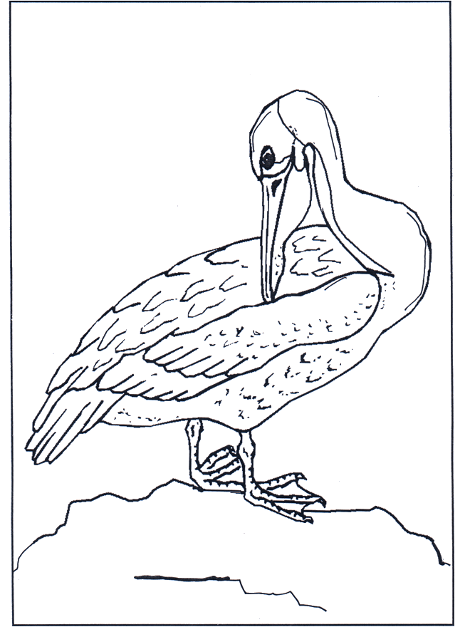 Pelikan - Ptaki