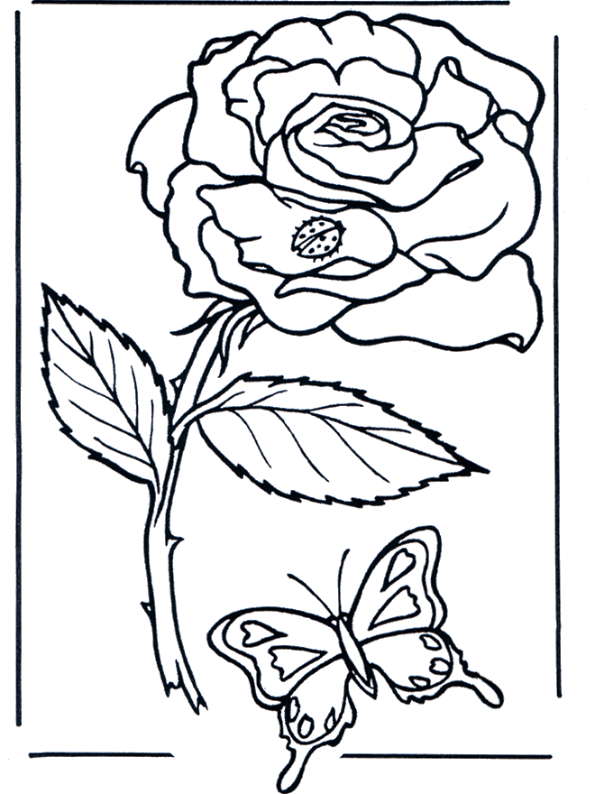 Róża - Kwiat