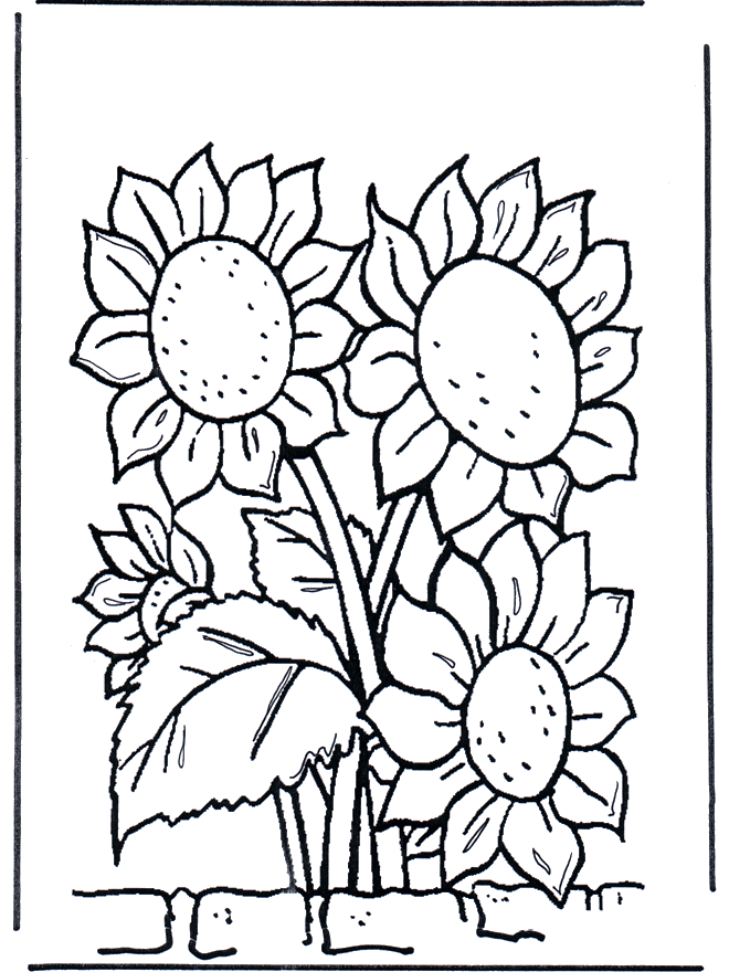 Słoneczniki - Kwiat