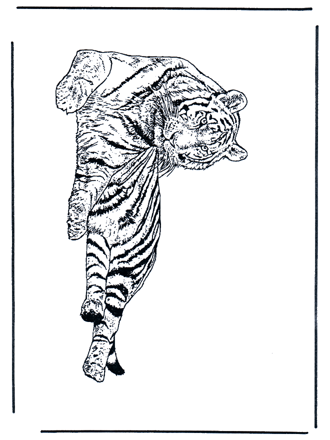 Tygrys - Kotowate