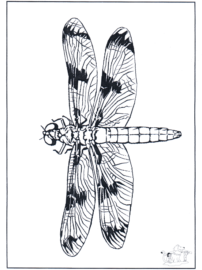 Ważki 2 - Owady