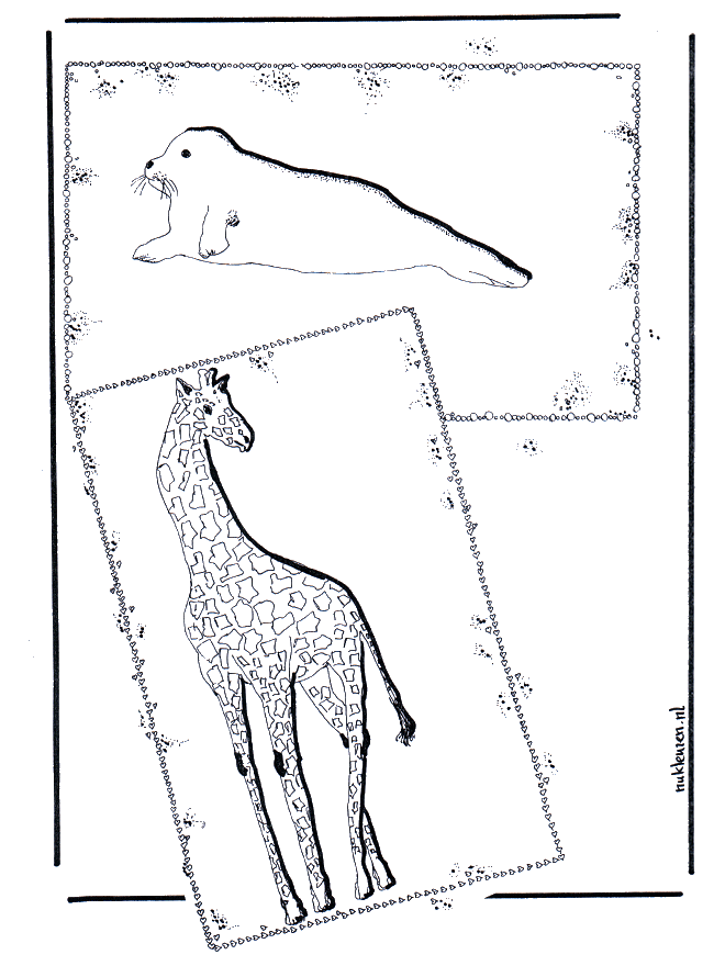 Żyrafa  i foka - Ogród zoologiczny